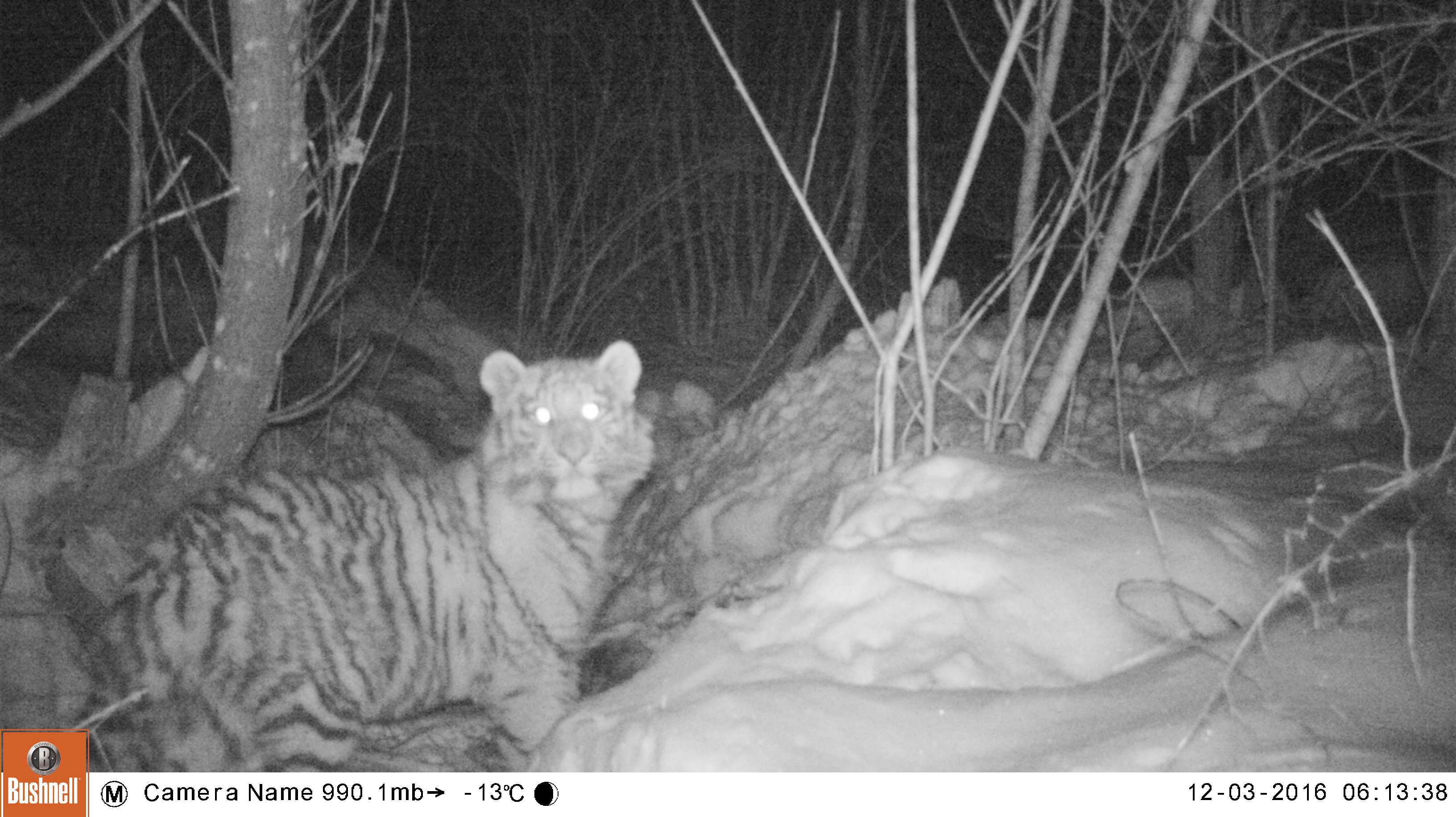 В Приморье продолжается операция по спасению тигренка