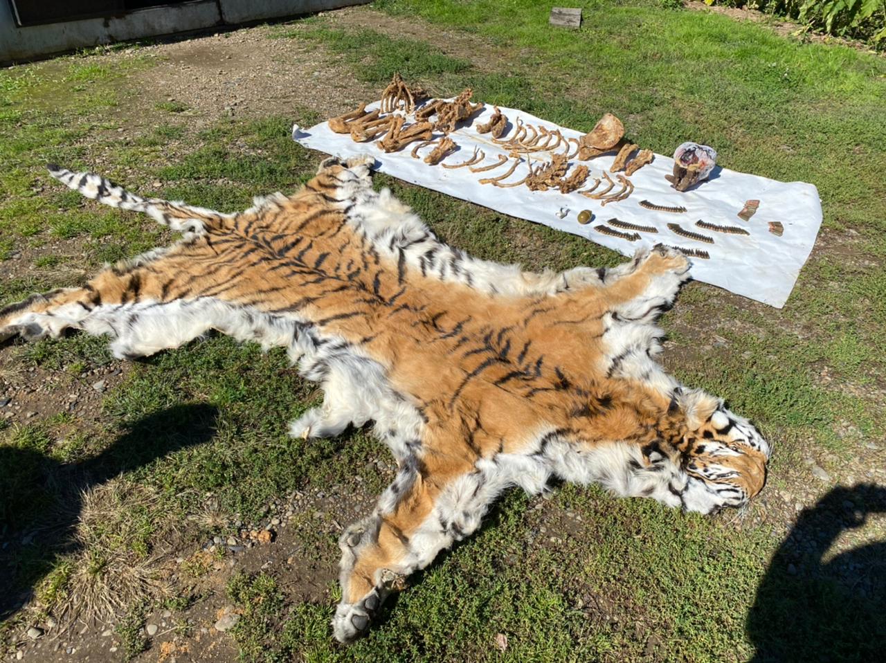 В Приморье возбудили уголовное дело за хранение шкуры и костей тигра