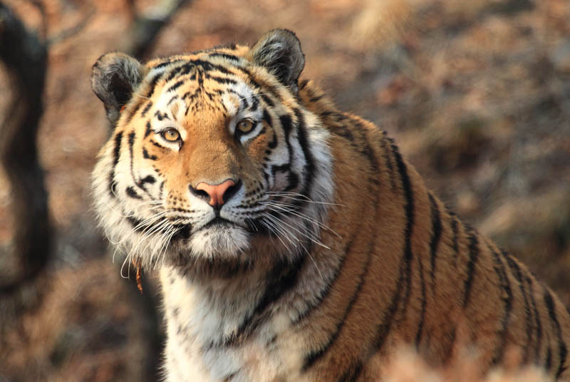 The Amur tiger became a subject of a competition of children's letters