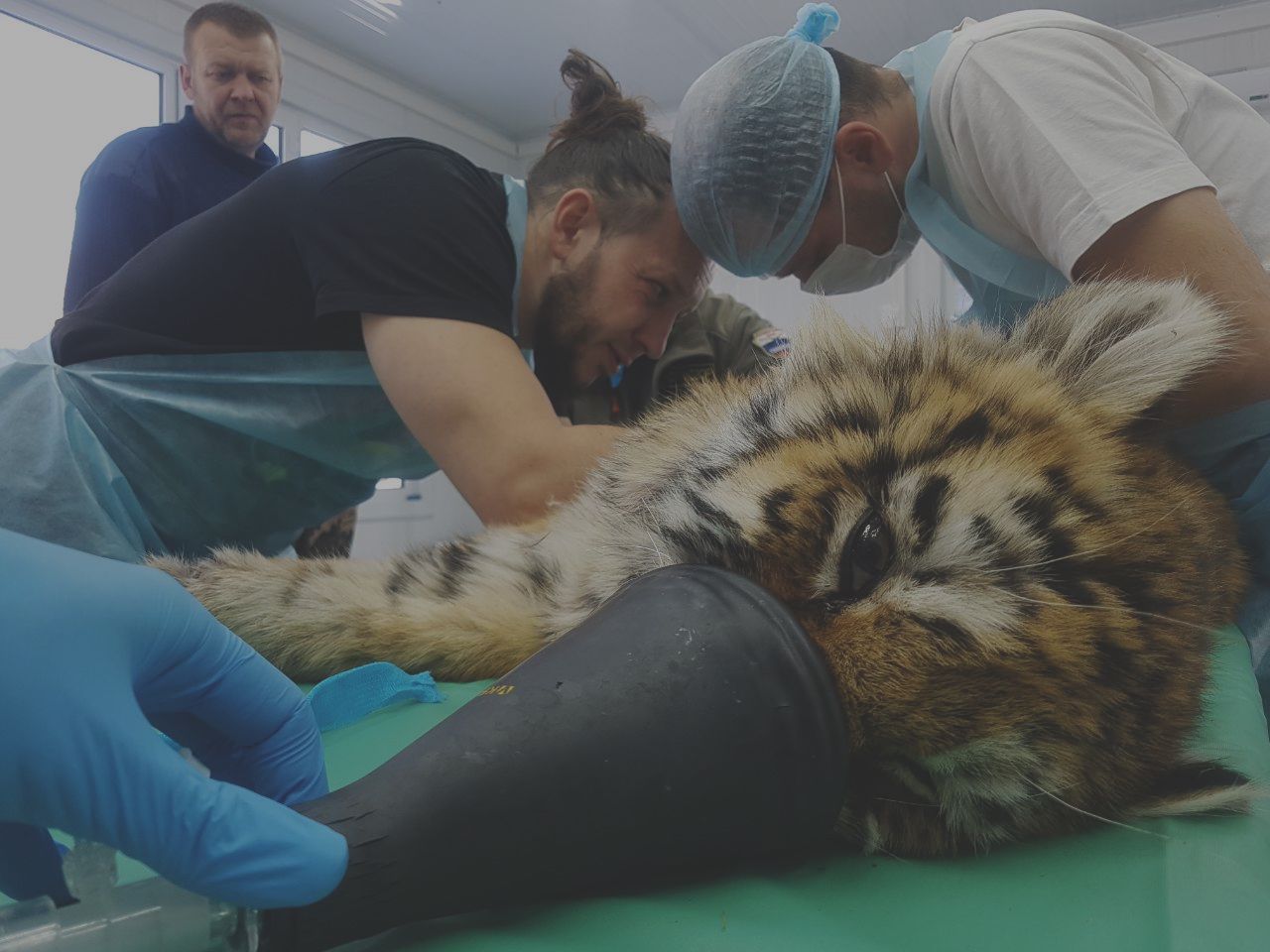 В Приморском крае спасают жизнь тигренку
