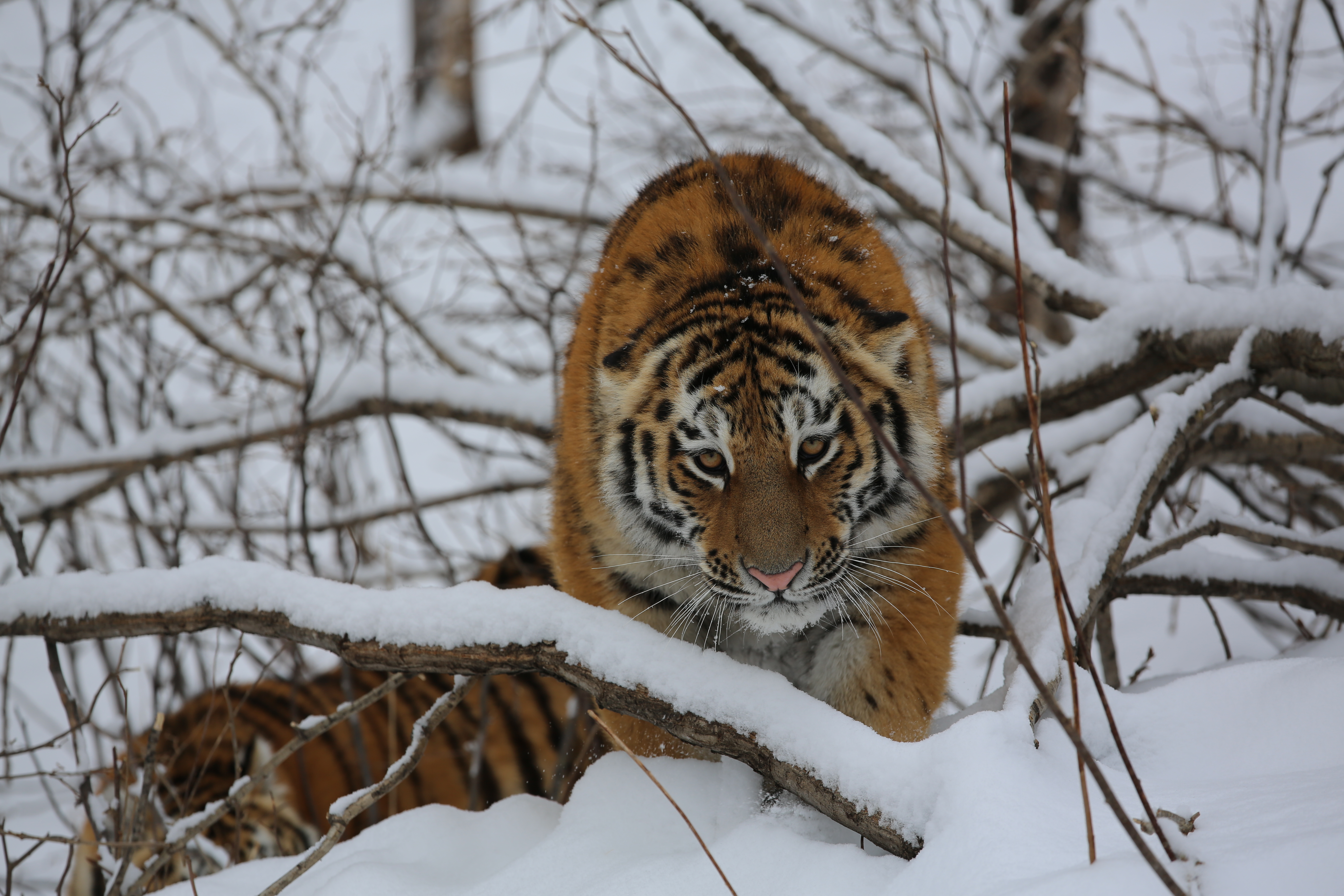 What ideas experts offer to improve the system of protection of the tiger?