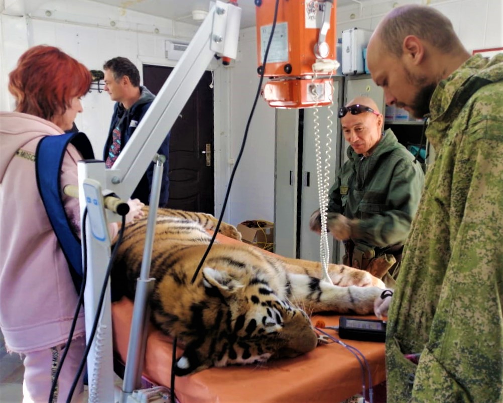Больше не тигрёнок: Росомаха прошел плановый ветеринарный осмотр