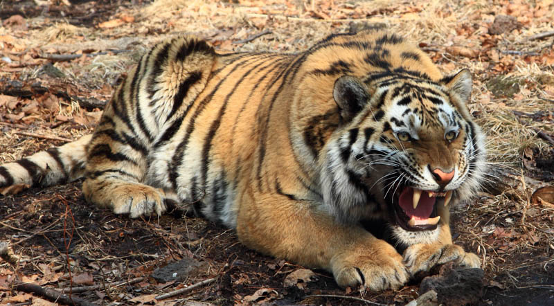 В Уссурийске возбуждено уголовное дело в отношении мужчины, который подозревается в незаконном сбыте частей амурского тигра