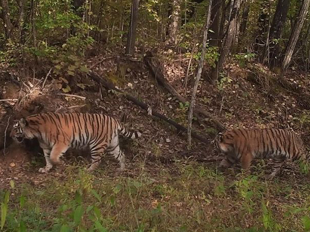 Tigers in Bastak Nature Reserve
