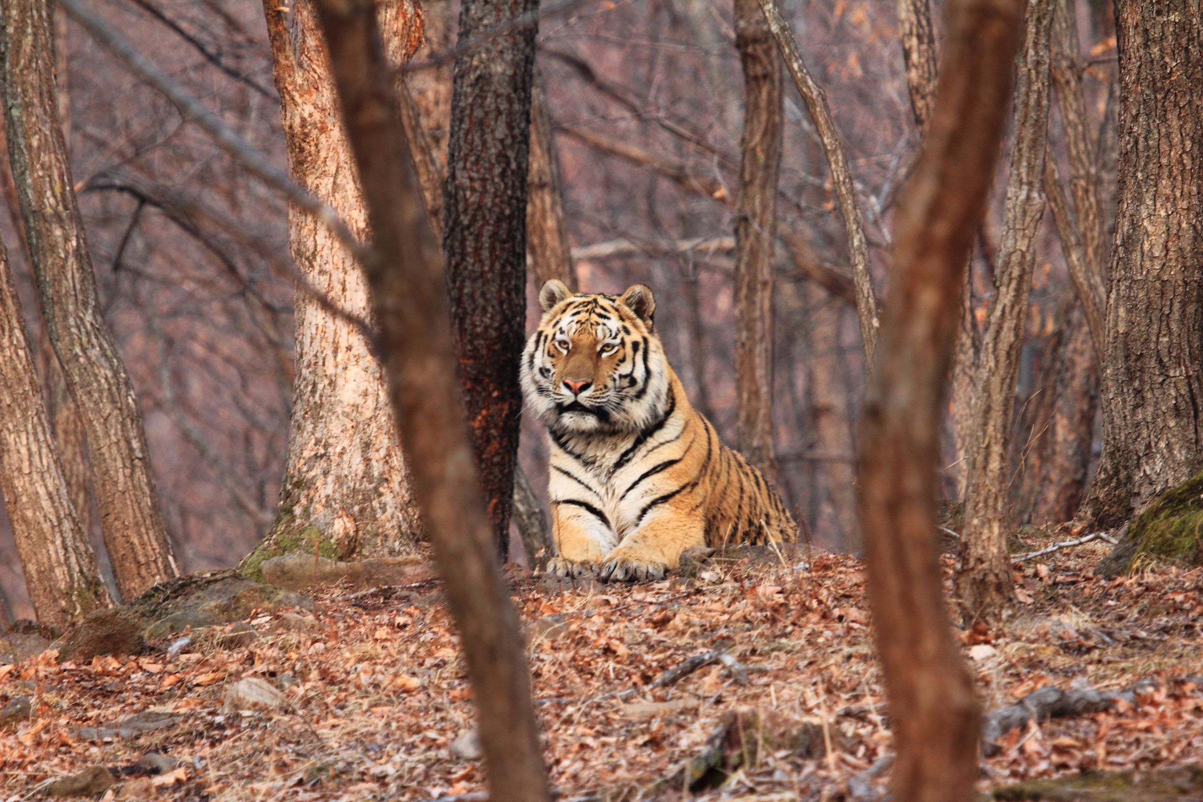 Жительница Приморья получила компенсацию за ущерб, нанесенный амурским тигром