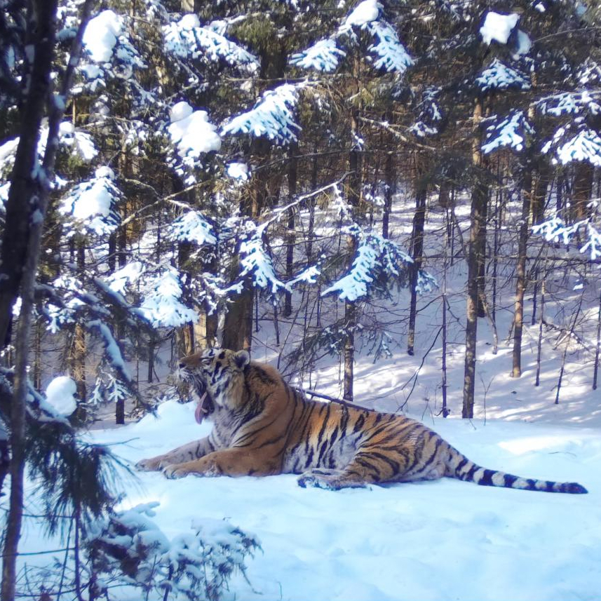 Тигр в заказнике «Таежный» в Приморском крае