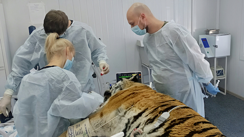 В центре реабилитации прооперированы два тигра