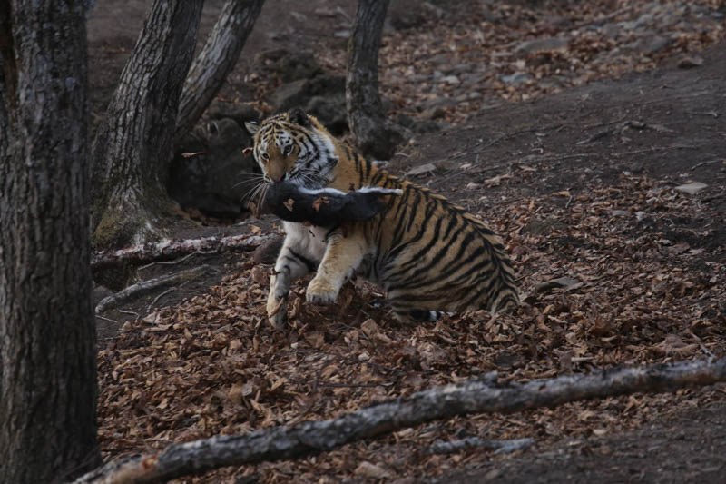 Дальневосточные леопарды и амурские тигры получили поддержку СОГАЗА