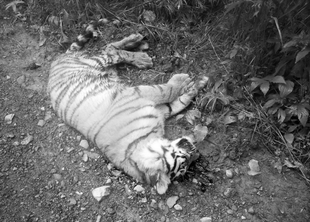 Дело об убийстве тигрёнка в Хабаровском крае передано в суд
