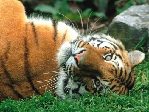 Молодая тигрица погибла в Приморье