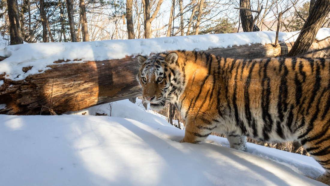 Amur tiger in Khabarovsk Krai. Photo by Sascha Fonseca