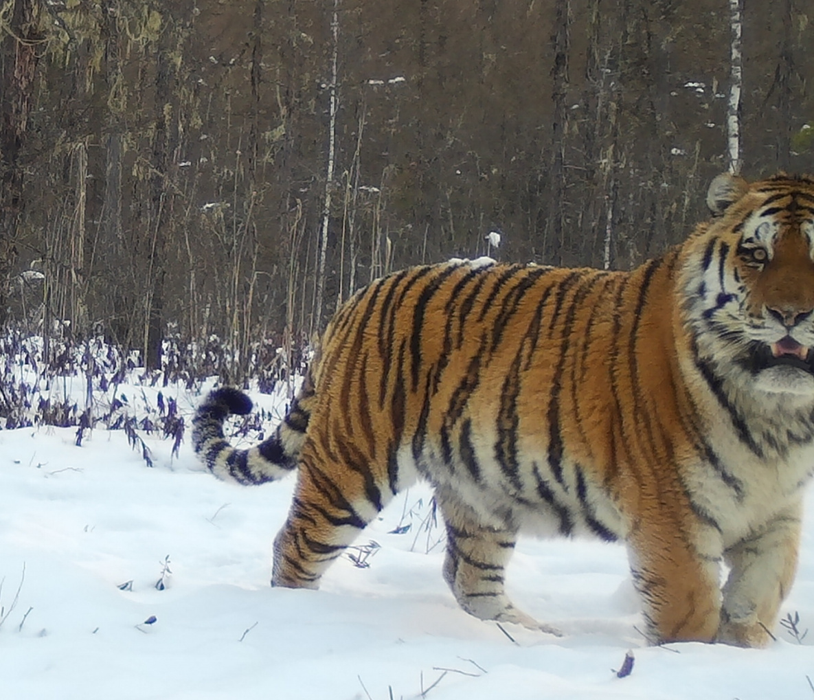 Амурский тигр в национальном парке «Анюйский»