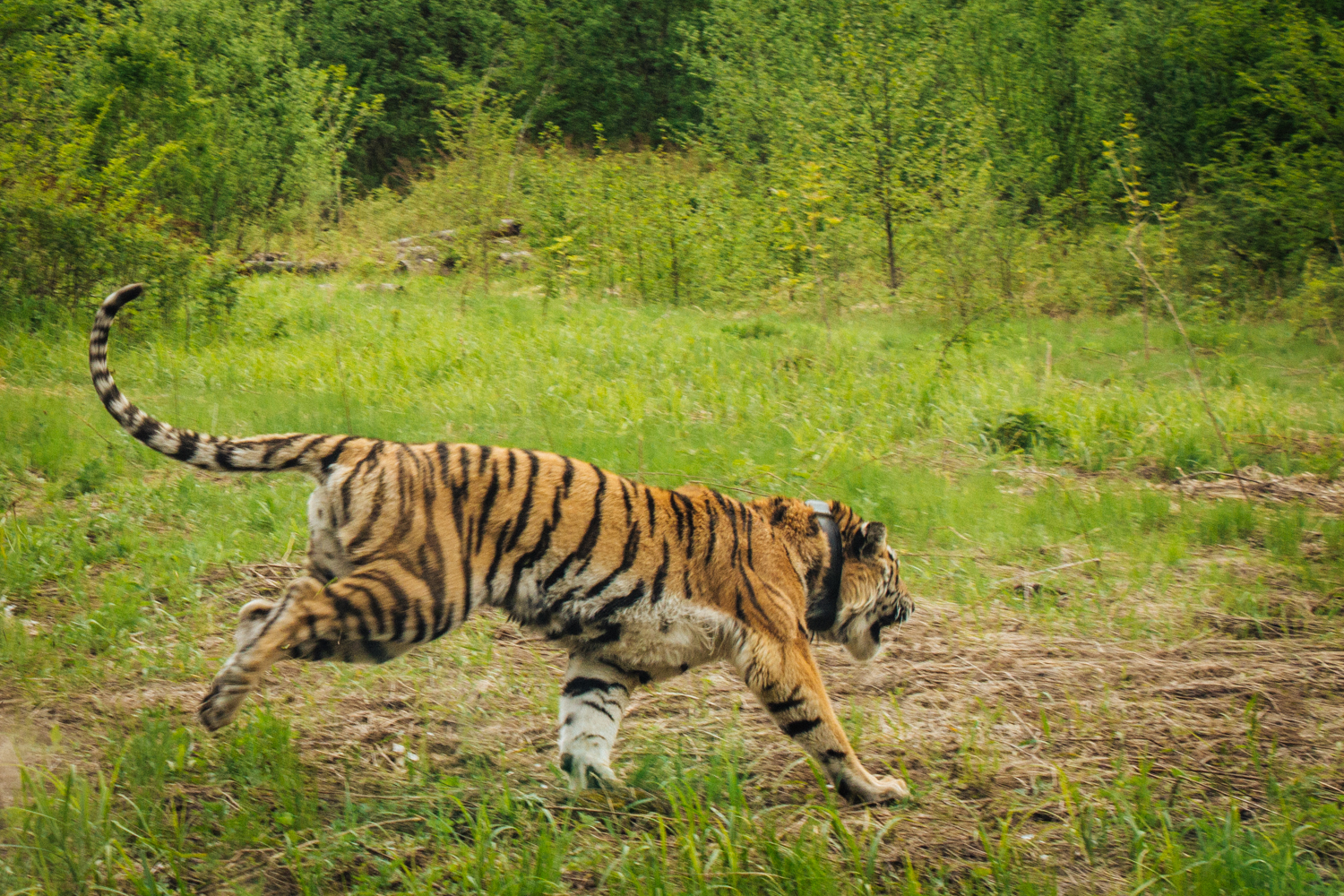 Тигр Упорный, возможно, нашел свою тигрицу