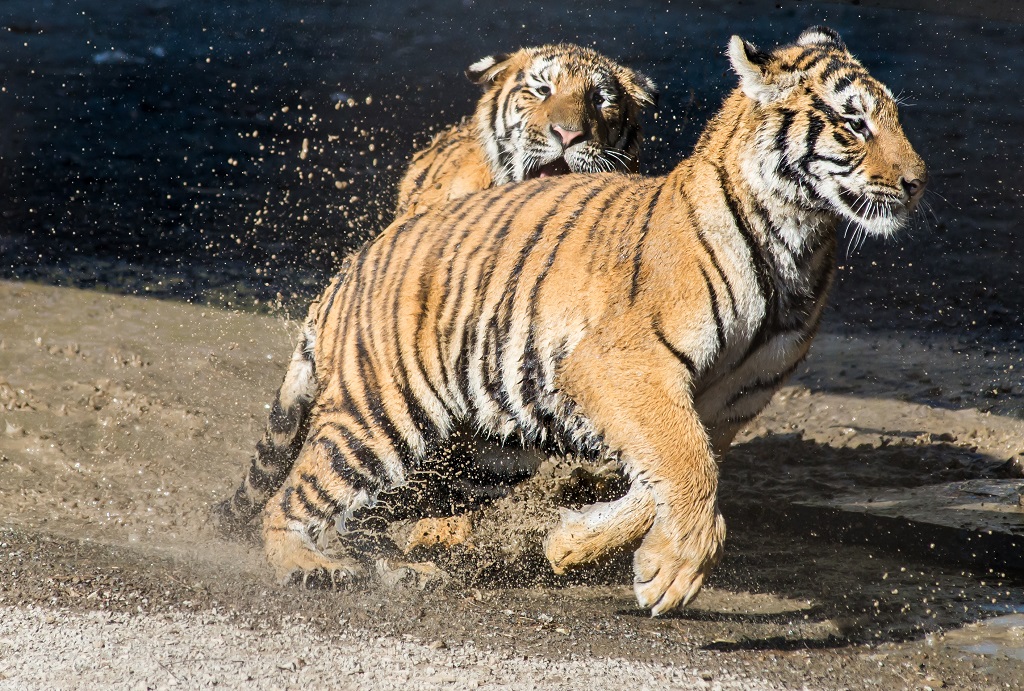 Благотворительный забег в защиту тигров и леопардов пройдет в рамках Восточного экономического форума