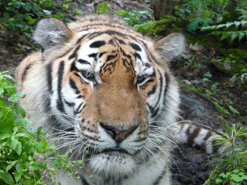 Дальневосточный институт Университета прокуратуры РФ и Центр «Амурский тигр» подписали соглашение о сотрудничестве