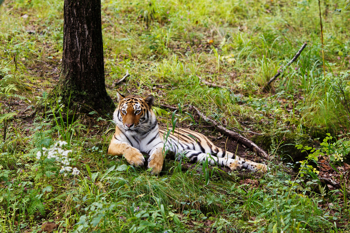 «Амурский тигр» воспитывает будущих защитников природы