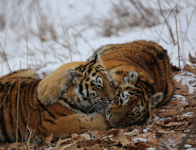 II Международный форум по сохранению тигра пройдет в сентябре во Владивостоке