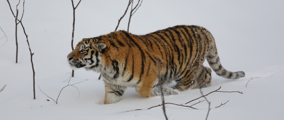 Hunters in Primorye provoked the tiger to attack