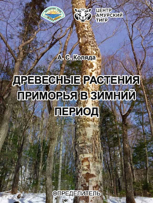 Woody plants of Primorye in winter period