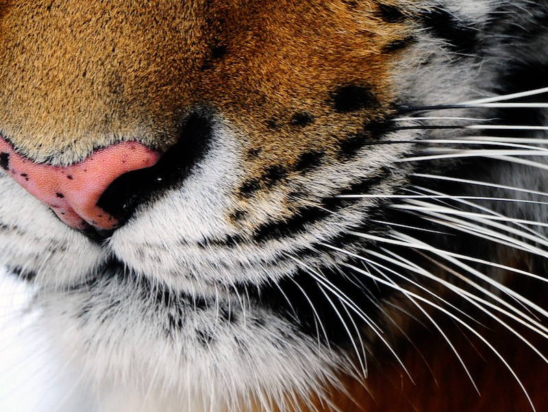 Вибриссы тигра. Фото: Юрий Смитюк
