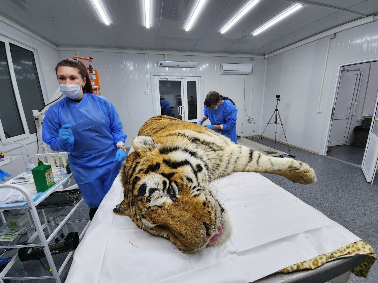В Приморье доставили тигра, отловленного в Хабаровском крае. Зверь в критическом состоянии (ОБНОВЛЕНО)