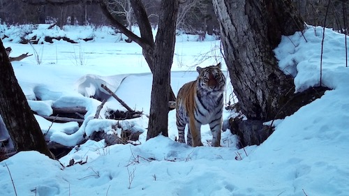 Центр «Амурский тигр» вручил «новогодние подарки» защитникам тигра