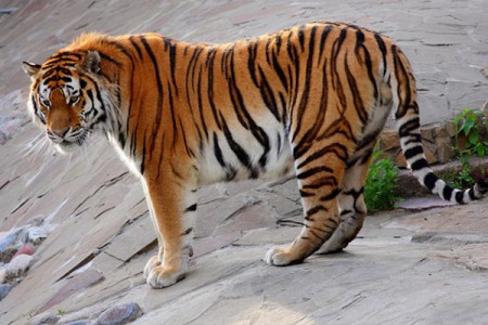 The Amur Tiger Center set out an action plan