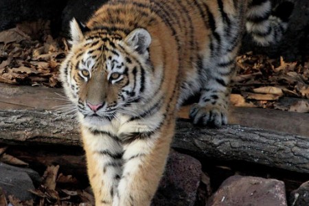 В деле о ранении амурской тигрицы появился подозреваемый