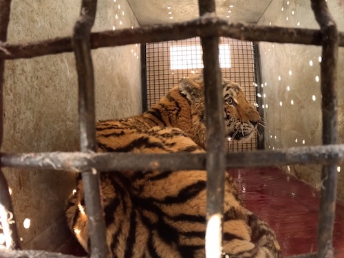 Тигр, переживший огнестрельное ранение, переехал  из Приморского края в Ленинградскую область