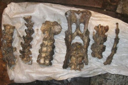 В Хабаровске изъяты части скелета амурского тигра