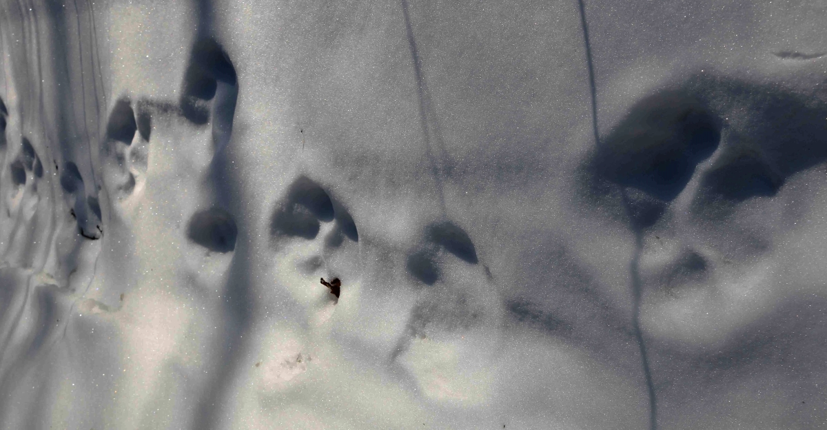 Pugmarks of the amur tiger have been found during winter route accounts in the Komsomol reserve