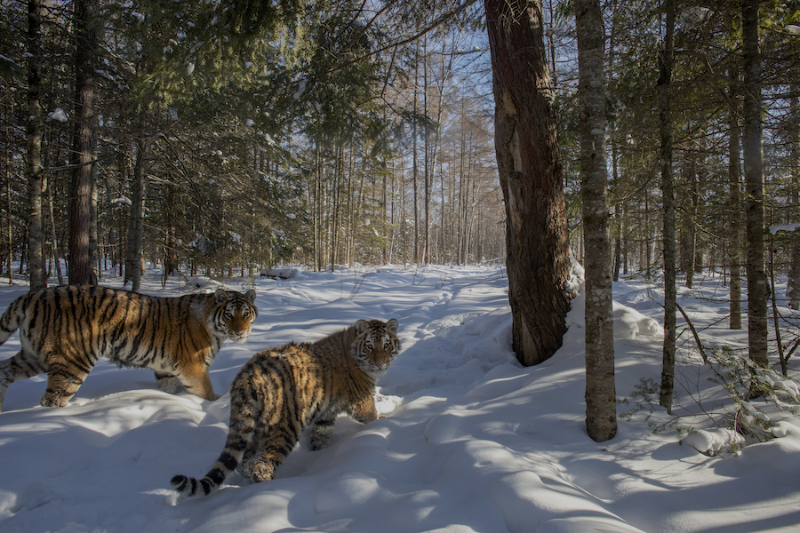 Центр «Амурский тигр» поздравляет с Новым 2023 годом