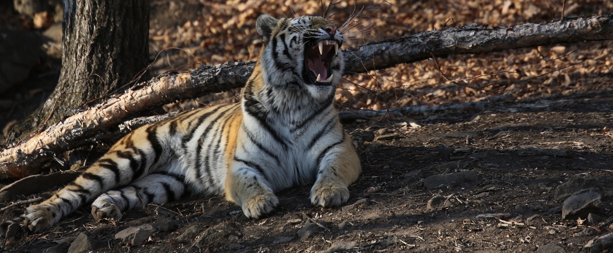 За убийство тигра осужден житель Хабаровска