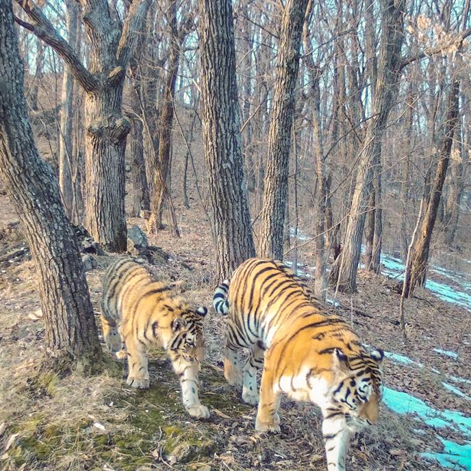 Тигры в Большехехцирском заповеднике