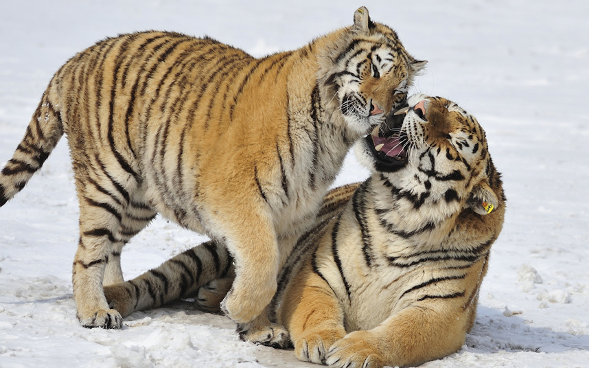 «У меня дома живет амурский тигр»