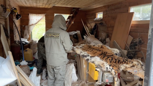 Шкура тигра и стволы. Сотрудники МВД России задержали подозреваемых в незаконном обороте оружия