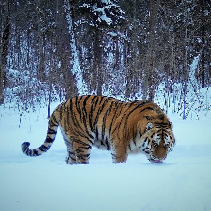 Тигр в национальном парке «Анюйский»