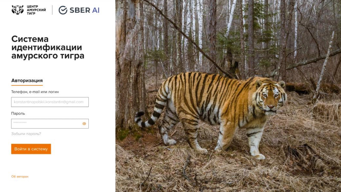 Система распознавания тигров номинирована на престижный международный конкурс