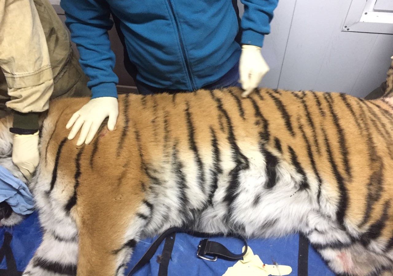 Бродившего вблизи Владивостока тигра поймали