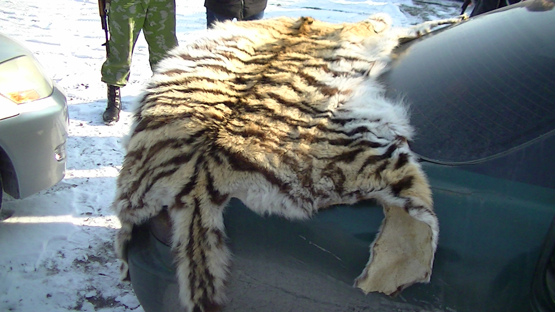 В Приморье пресекли попытку продажи шкуры амурского тигра
