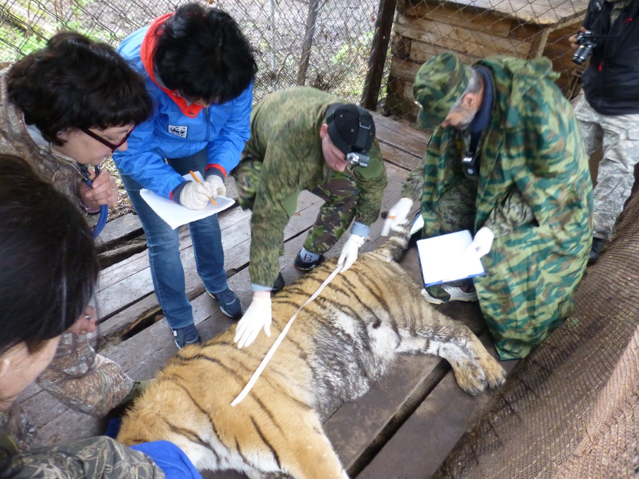 Тигр Жорик из центра «Утес» помогает спасать своих сородичей