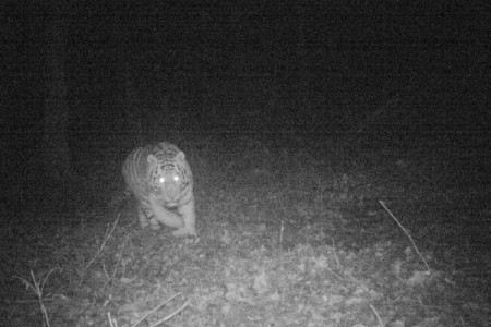 В Приморье начинается мониторинг популяции амурского тигра