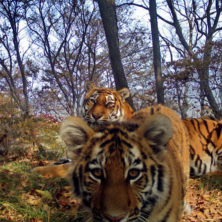 Тигры в национальном парке «Земля леопарда»