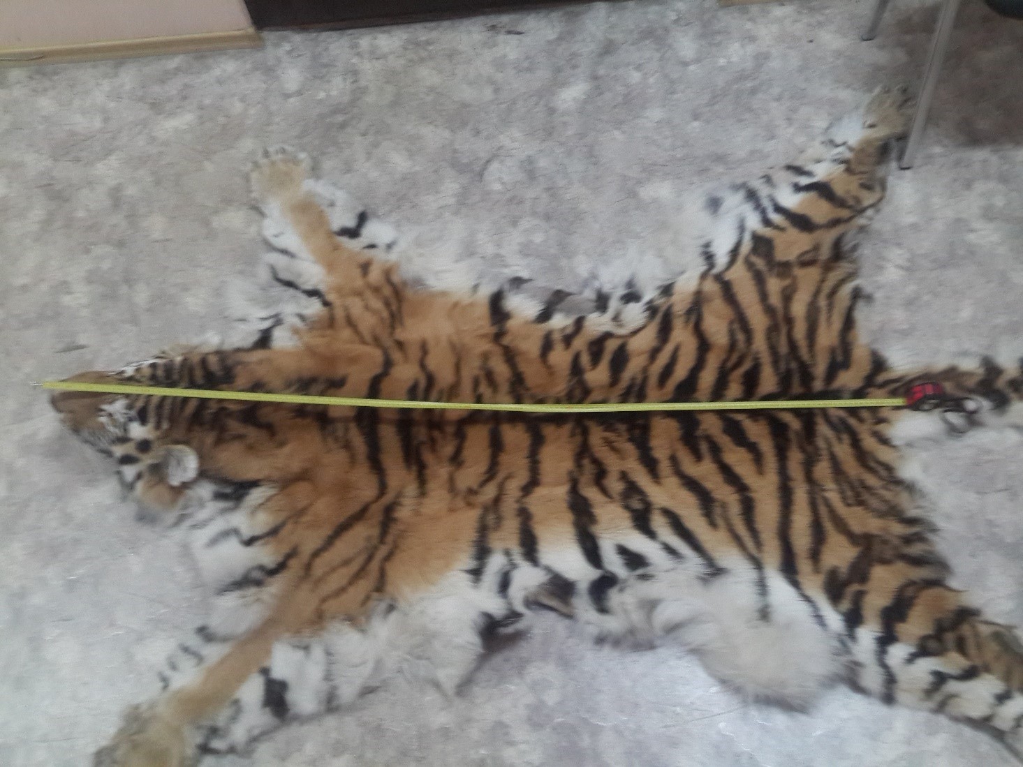 Four residents of Primorsky Krai can be punished for an attempt of selling an amur tiger pelt