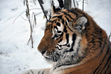 Training film was released on the eve of the amur tiger census