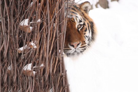 В Приморье объявлена награда за информацию об убийстве тигра