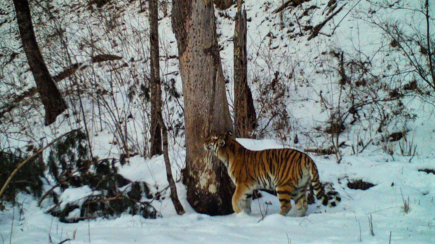 Редкие кадры охоты амурского тигра запечатлела фотоловушка