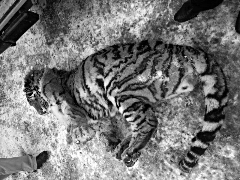 Найден мертвый тигр