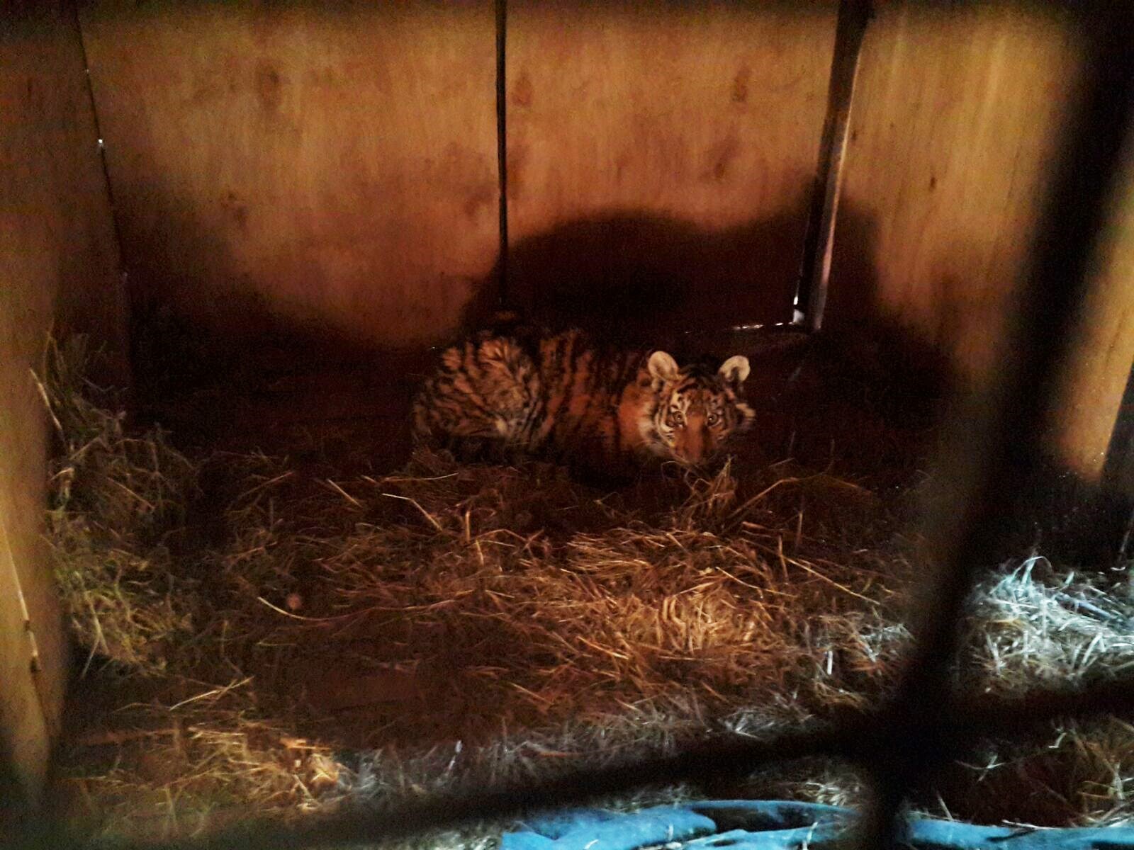 Tiger cub gets well