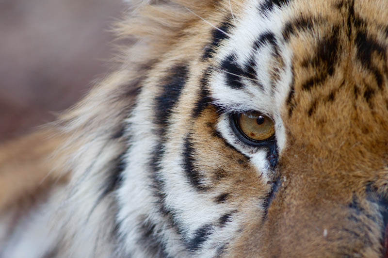 Государственный центр реабилитации тигров начали строить в Приморье
